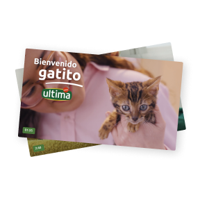Destacado curso gatitos.png